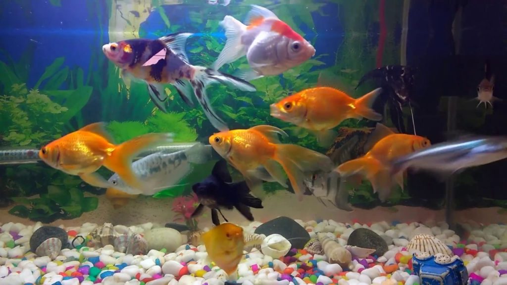 3 Important Tips for Taking Care of Your Tropical Fish