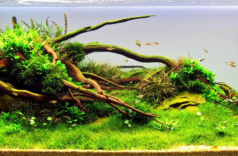 4 Tips One Must Know About Rooted Aquarium Plants 