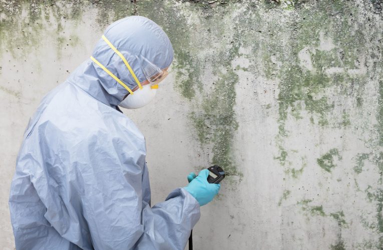 Beware Of Mold: Why Prompt Removal is Crucial